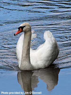 The Stillwater River is home to beautiful widelife.