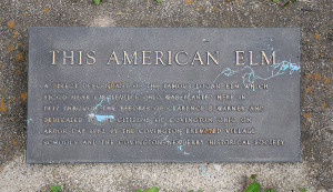 The dedication plaque for the American Elm, which was planted at the corner of Wall St. and University St. in Covington. (Click image to view larger.)